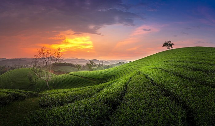 Thái Nguyên: Vùng chè đặc sản Tân Cương thu hút du khách