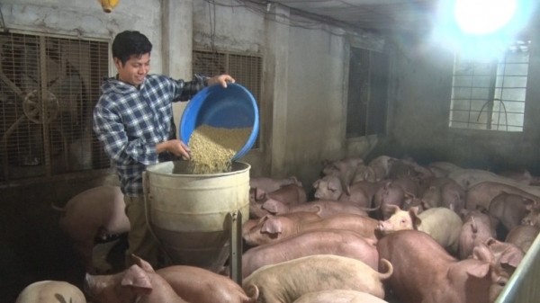 Thanh Hóa: Quyết liệt khống chế dịch tả lợn Châu Phi