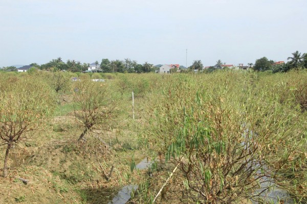 Thanh Hoá: Hơn 38ha cây đào Quảng Chính đồng loạt chết lụi