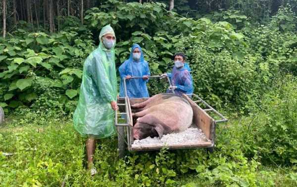 Nghệ An: Dịch tả lợn châu Phi bùng phát mạnh khiến nhiều xã tiêu hủy hàng nghìn con lợn