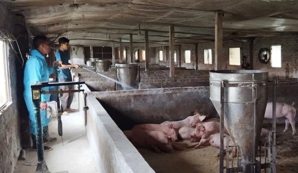 Dịch tả lợn châu Phi đã xảy ra tại 23 xã của Hà Nội