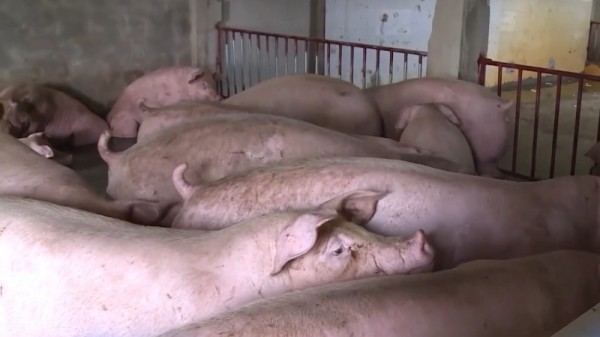 Thanh Hóa: Thành lập 39 chốt kiểm soát dịch tả lợn châu Phi