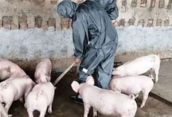 Quảng Ngãi: Tập trung mọi nguồn lực dập dứt điểm dịch tả lợn châu Phi