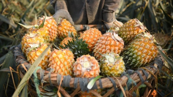 Trái dứa đứng trước cơ hội vàng, hướng tới mục tiêu tỷ USD