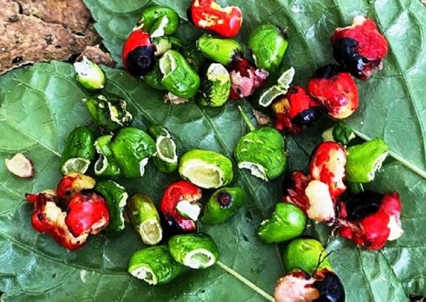 Quảng Ngãi: Chưa khắc phục xong hậu quả bão lũ lại căng mình chống chuột phá sâm