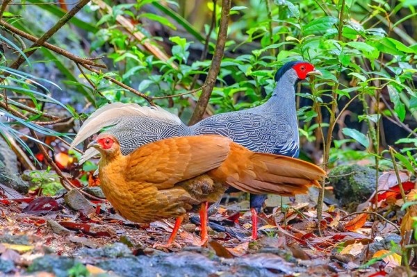 Chăn nuôi và nhân giống động vật hoang dã: Cần tuân thủ pháp luật