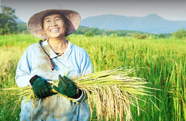 Agribank tích cực giải ngân cho Đề án 1 triệu héc-ta lúa chất lượng cao, xây dựng nền nông nghiệp bền vững