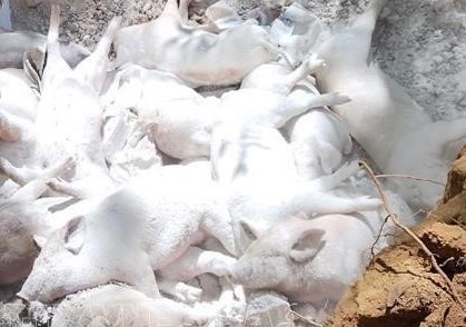 Quảng Ngãi: Tích cực triển khai các biện pháp phòng chống dịch tả lợn châu Phi