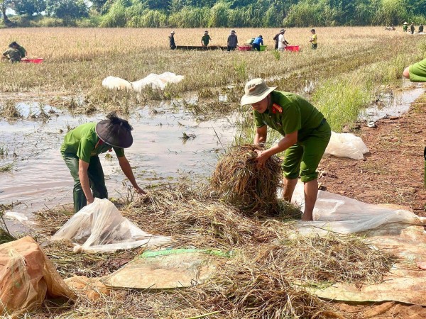 Đắk Lắk: Thanh niên và công an xã chung tay giúp dân gặt lúa chạy lũ