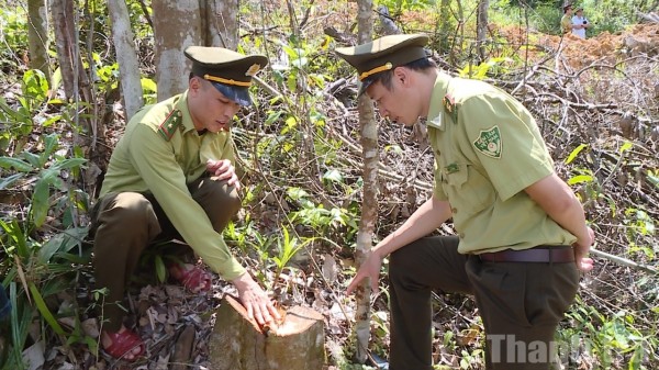 Thanh Hoá: Khai thác rừng trái phép, đối tượng bị xử phạt hơn 66 triệu đồng