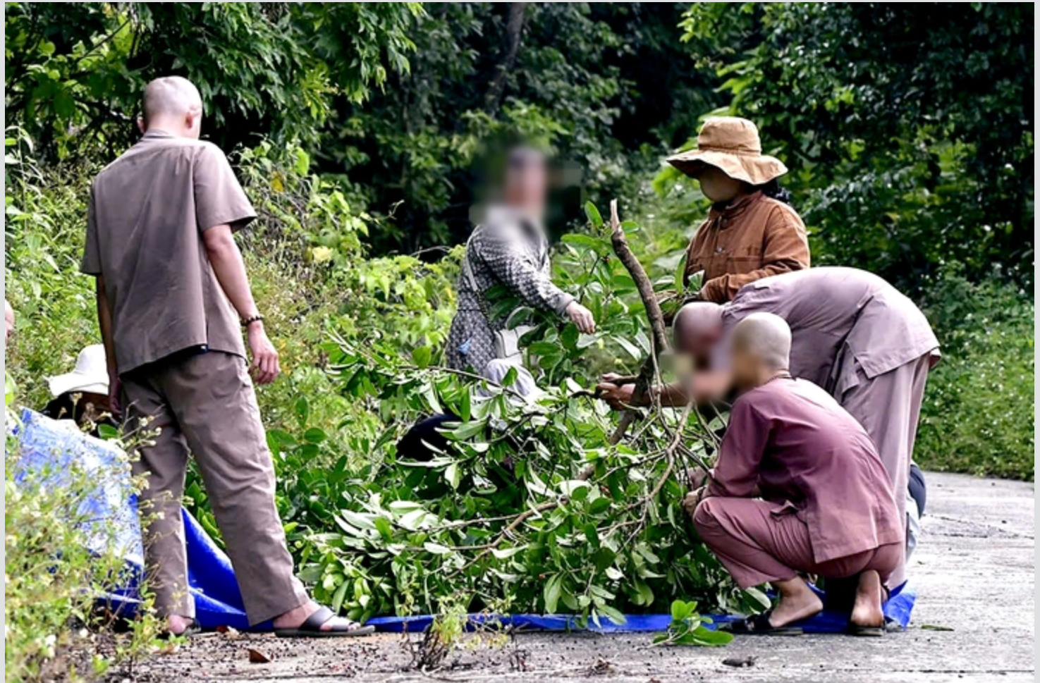 Một người đàn ông bị phạt 1,25 triệu đồng vì bẻ cành cây trên bán đảo Sơn Trà - Đà Nẵng