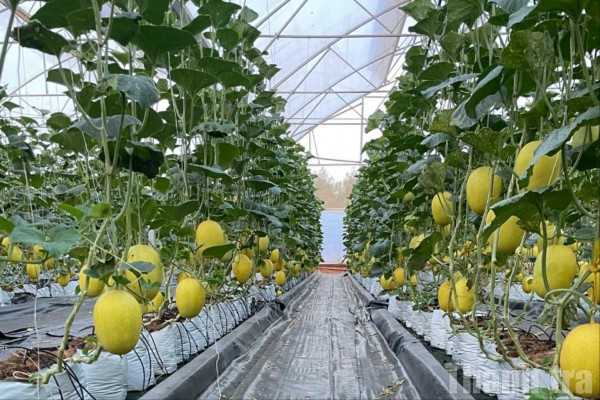 Khoa học công nghệ mở đường cho nông nghiệp xanh, sạch ở Lào Cai