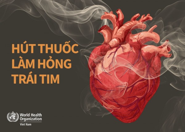 Hút thuốc lá ảnh hưởng nghiêm trọng đến hệ tim mạch