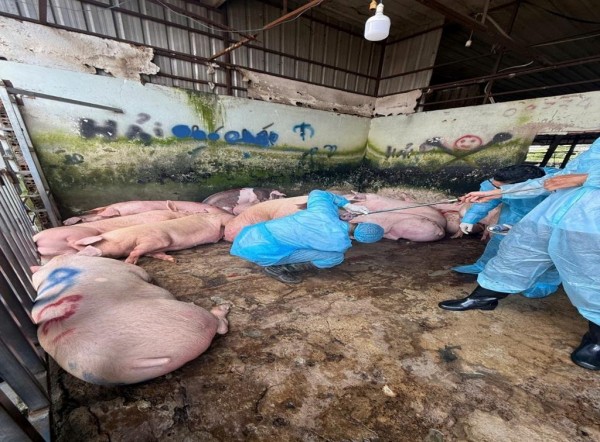 Chất cấm trong chăn nuôi: Cần tăng kiểm tra, giám sát sau vụ heo nhiễm Salbutamol ở Đồng Nai