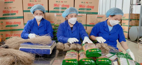 Thái Nguyên tạo đột phá giảm nghèo bằng sức mạnh nội lực và kinh tế hợp tác