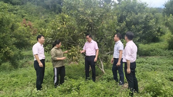 Kinh tế tập thể mở lối làm giàu cho người dân vùng cao