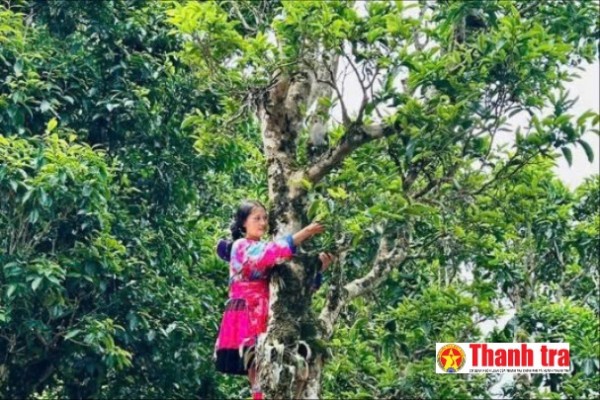 Từ rừng chè cổ thụ đến thương hiệu OCOP 3 sao, mở đường giảm nghèo bền vững