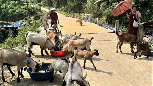 Thái Nguyên tiếp sức để người dân thoát nghèo từ việc tạo sinh kế hiệu quả