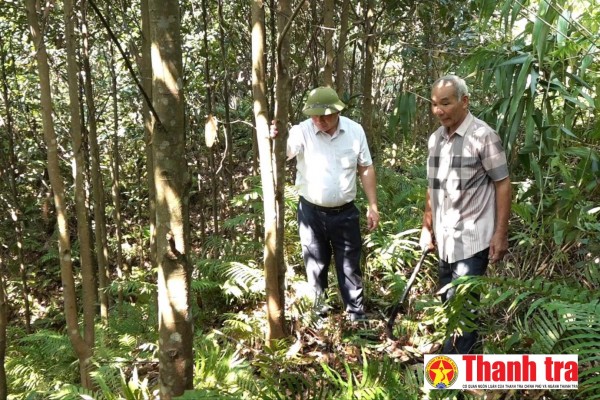 Cây quế mở đường làm giàu xanh cho miền núi Quảng Ninh