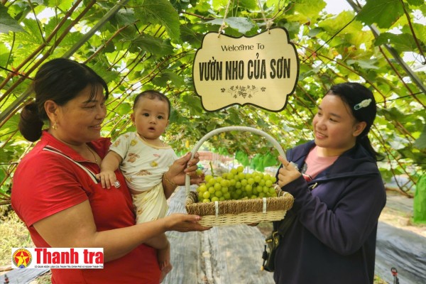 Vườn nho hữu cơ giữa lòng Bình Khê, Quảng Ninh: Làm giàu từ mô hình sinh kế xanh