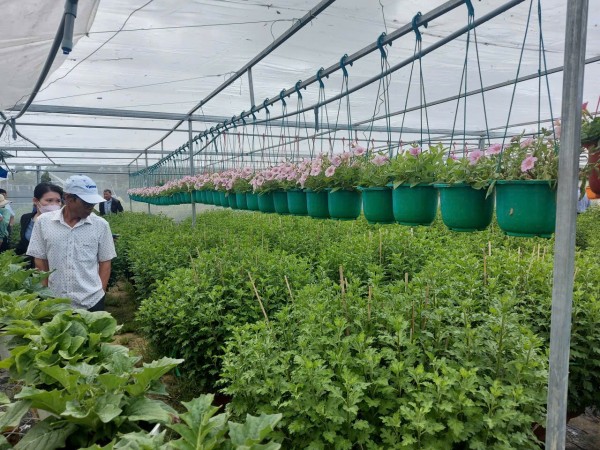 Gia Lai: Làng hoa Bình Lâm hướng đến phát triển du lịch nông nghiệp bền vững