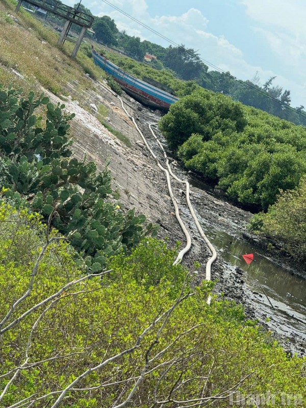 Thanh Hóa: Chỉ đạo xử lý dứt điểm tình trạng nuôi tôm trái phép tại nhiều địa phương ven biển