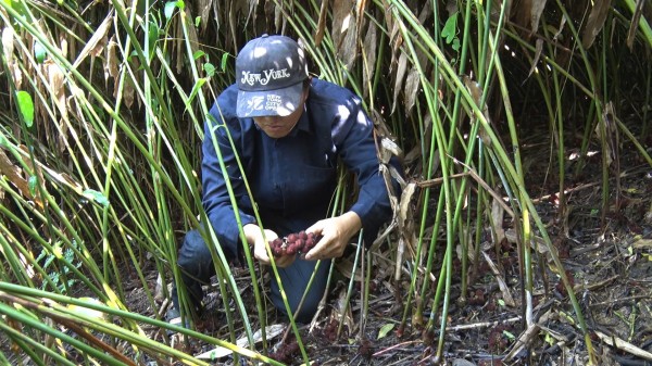 Cao Bằng: Xã Bảo Lâm chung tay giảm nghèo bền vững
