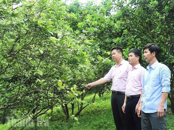 Tín dụng chính sách – điểm tựa vững chắc cho người dân Hà Tĩnh sau thiên tai