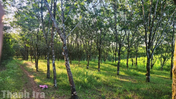 Quảng Trị: Nhiều nội dung sau thanh tra vẫn chậm khắc phục, trách nhiệm các cơ quan, đơn vị tiếp tục được đặt ra