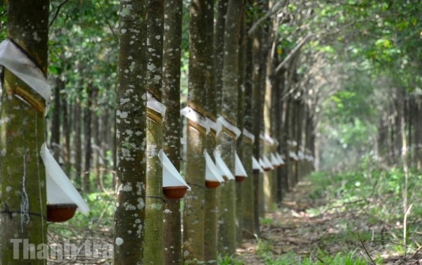 Phát triển vùng nguyên liệu gắn chế biến: Cách Đồng Nai gỡ nút thắt logistics nông sản