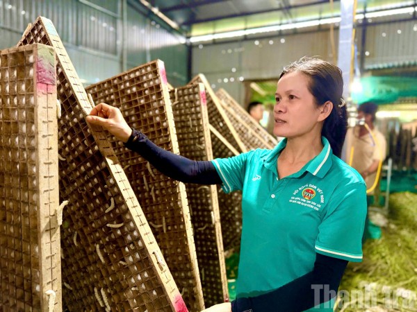 Phát huy nguồn lực chính sách, người dân Krông Bông tích cực vươn lên thoát nghèo bền vững