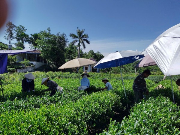 Thái Nguyên: Giảm nghèo hiệu quả từ các mô hình sinh kế gắn với lợi thế địa phương