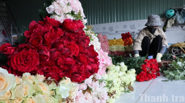 Lâm Đồng: Thoát nghèo nhờ trồng hoa hồng công nghệ cao